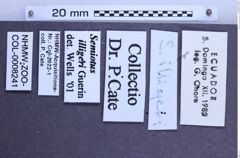 Etikette zu Semiotus illiger (Guérin, 1844) (NHMW-ZOO-COL-0008241)